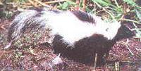 Langschwanzskunk oder Haubenskunk [Mephitis macroura]