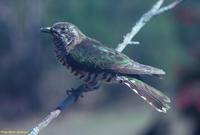 Can you identify this Indian cuckoo?