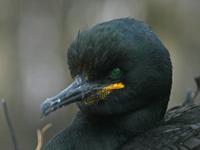 Phalacrocorax aristotelis