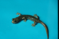 : Hydromantes genei; Sardinian Cave Salamander