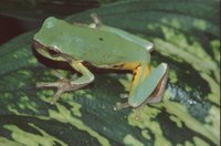 : Hyla chinensis