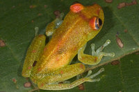 : Hyla sp.