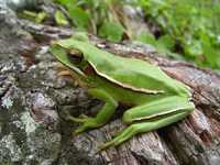 : Hypsiboas pulchellus