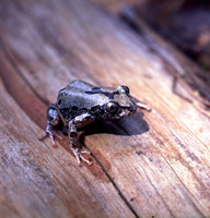 : Kassina maculifer