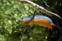 : Mesotriton alpestris; Alpine Newt