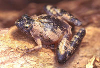 : Microhyla berdmorei