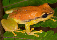 : Pristimantis acuminatus