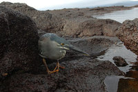 : Butorides striata; Striated Heron