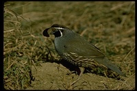 : Callipepla californica; California Quail