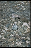 : Charadrius alexandrinus; Snowy Plover