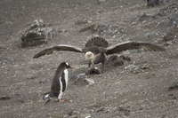 : Macronectes Giganteus; Southern Giant Petrel