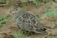 : Pterocles bicinctus; Double-banded Sandgrouse