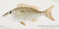 : Lethrinus olivaceus