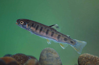 : Oncorhynchus clarki; Cutthroat Trout