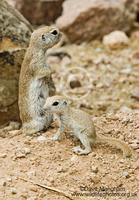 : Spermophilus tereticaudus; Round-tailed Ground Squirrel