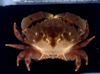 : Etisus dentatus