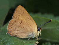 : Satyrium auretorum; Gold Hunter's Hairstreak