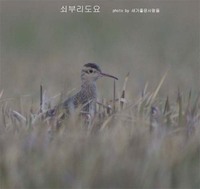 152 쇠부리도요 Numenius minutus - 영명 : Little Curlew