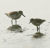 Spoon-billed  Sandpiper, Pak Thale