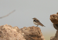 Wheatear