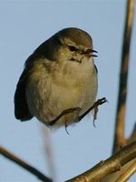 Hume's Leaf Warbler