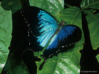 Ulysses Butterfly