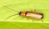 Rhagonycha lutea