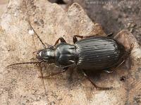 Pterostichus oblongopunctatus