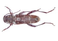 Xylotrechus smei