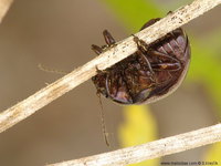 Chrysolina staphylaea