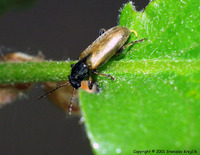 Orsodacne humeralis var. nigricollis