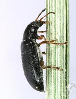 Orsodacne cerasi var. duftschmidi