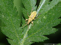 Phyllobius maculicornis