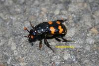 Nicrophorus investigator