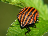 Graphosoma italicum