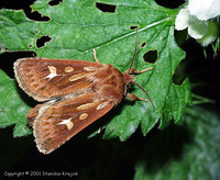 Cerapteryx graminis - Antler moth