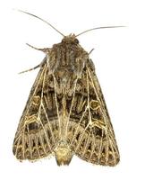 Tholera decimalis - Feathered Gothic