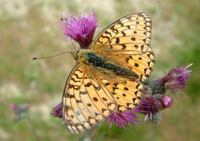 Argynnis aglaja - Dark Green Fritillary