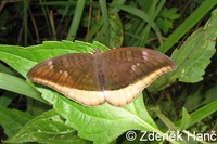 Tanaecia lepidea