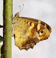 Pararge aegeria - Speckled Wood