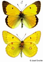 Colias myrmidone - Danube Clouded Yellow