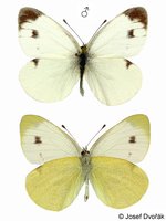 Pieris mannii - Southern Small White