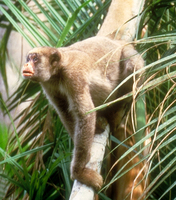 Northern muriqui (Brachyteles hypoxanthus)