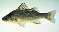 Morone americana, White perch: fisheries, gamefish, aquarium