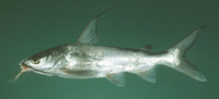 Arius jella, Blackfin sea catfish: fisheries