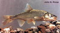 Gila robusta, Roundtail chub: