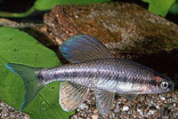 Pteronotropis hubbsi, Bluehead shiner: