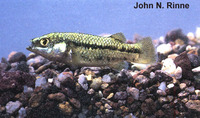 Crenichthys baileyi baileyi, White River springfish: