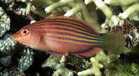 Pseudocheilinus hexataenia, Sixline wrasse: aquarium