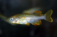 Telmatherina bonti, : aquarium